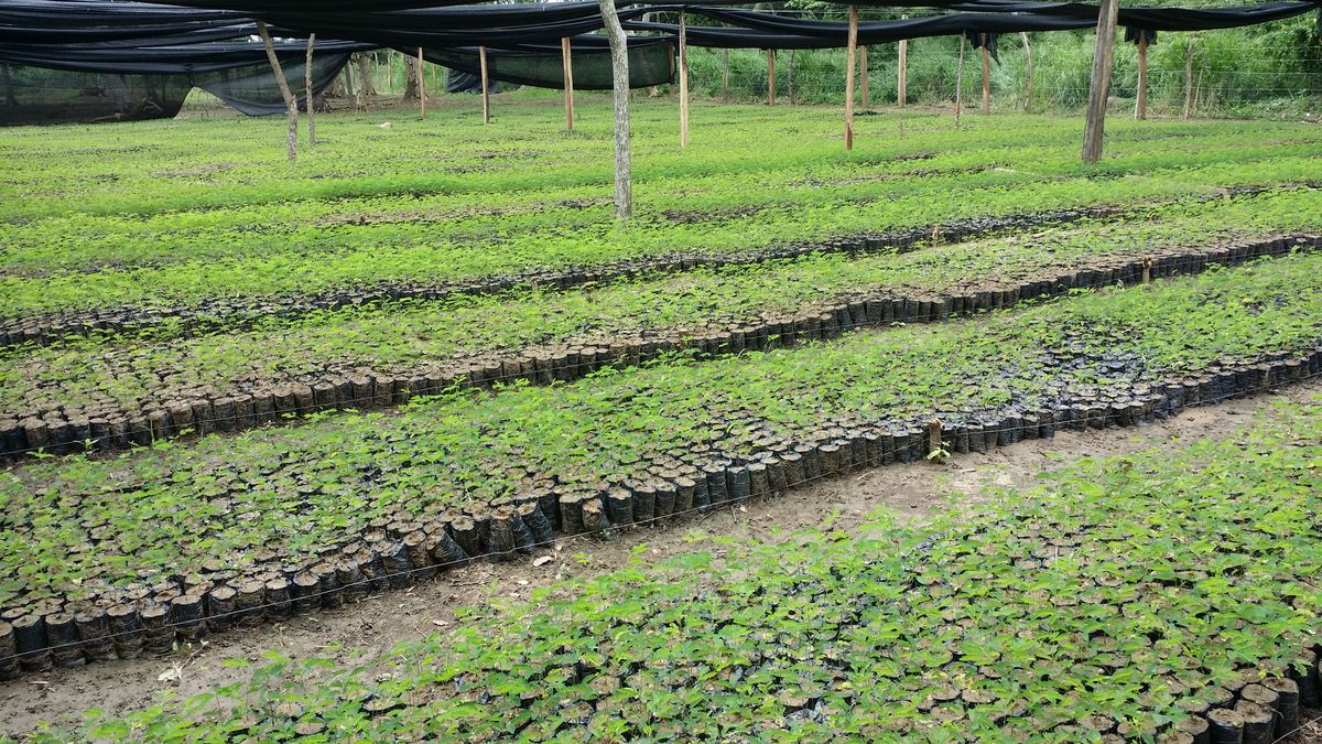 SIA-CAMPO Activities